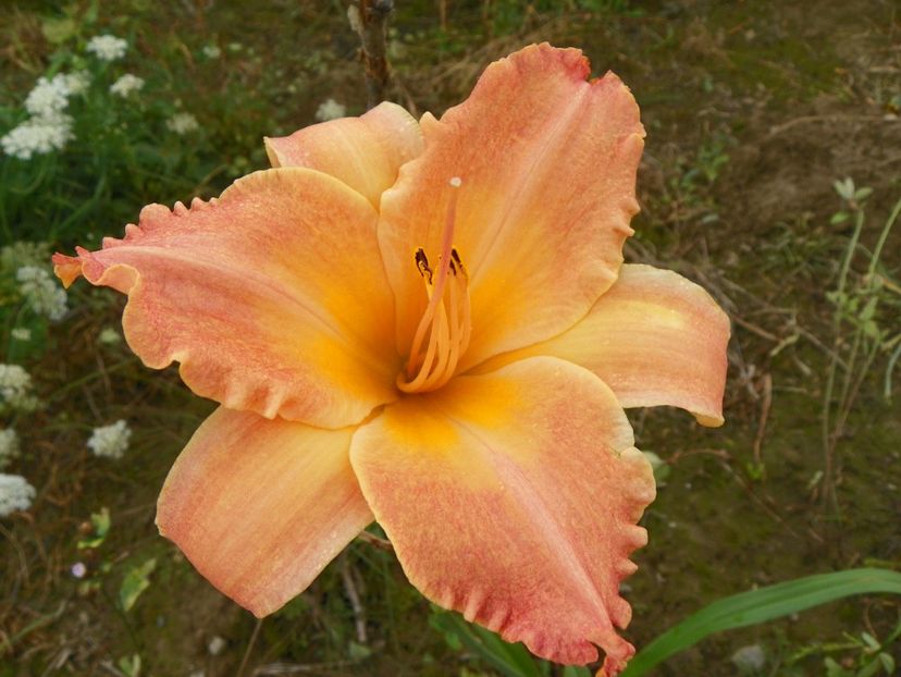 hemerocallis Senegal - Dobarland 2018 3