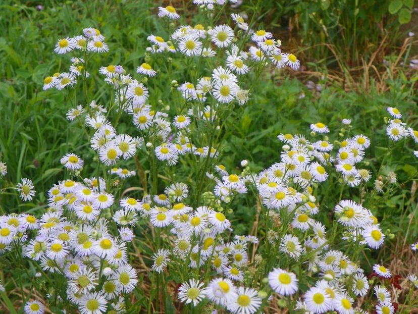 erigeron annuus - Dobarland 2018 3