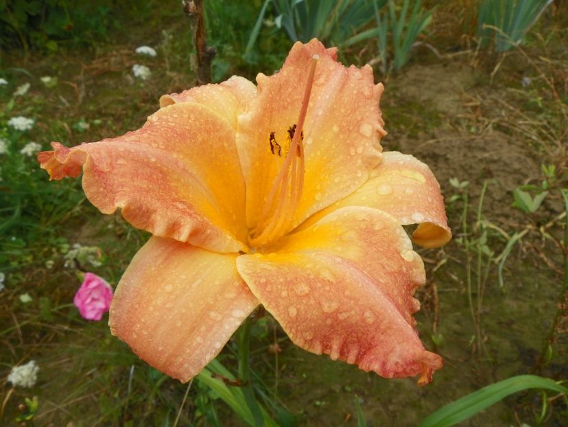 hemerocallis Senegal - Dobarland 2018 3