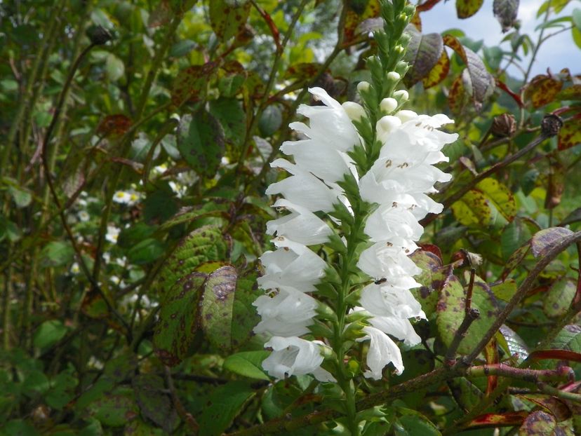 physostegia virginiana - Dobarland 2018 3