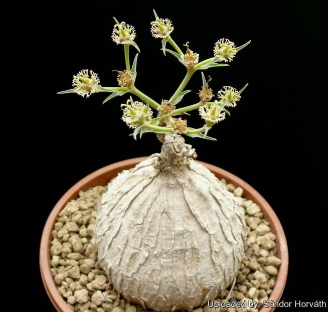 Euphorbia trichadenia - achizitionata - Whish list pentru viata urmatoare1