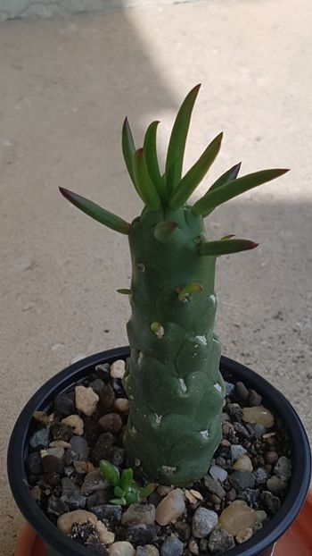 Opuntia subulata - Cactusi si plante suculente 2017-2018-2019