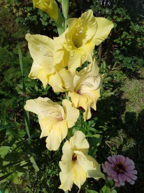  - AAAA_GLADIOLE 2015_2017_2018_2019