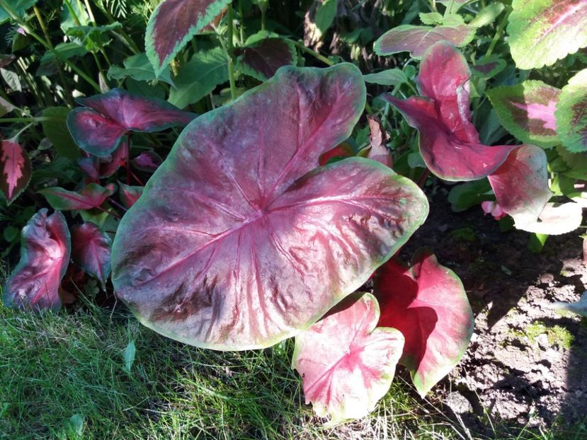  - Caladium