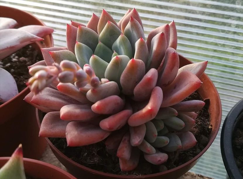 Echeveria - Echeveria