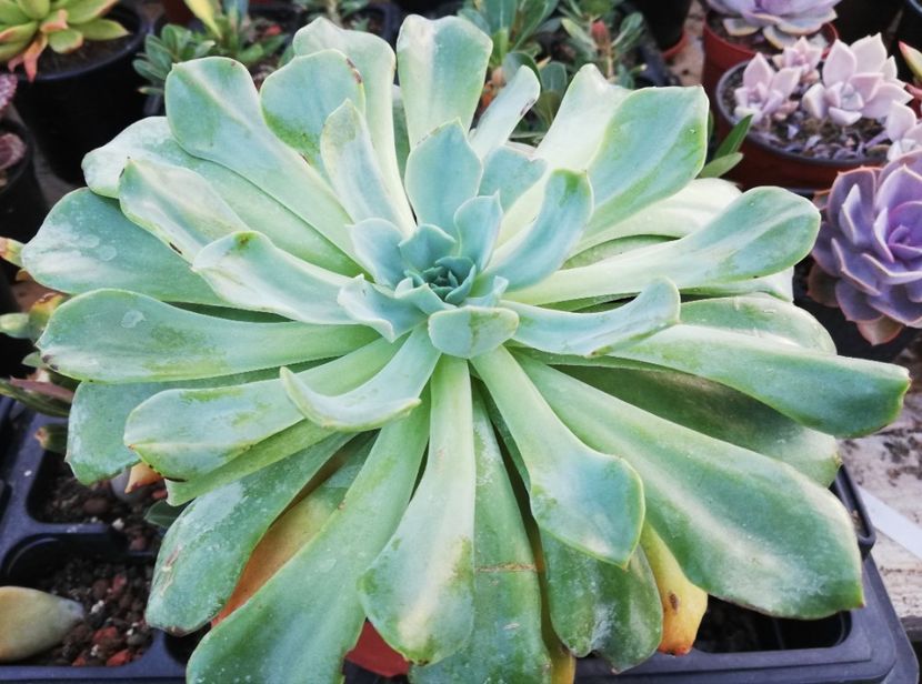 Echeveria "Swirl" - Echeveria