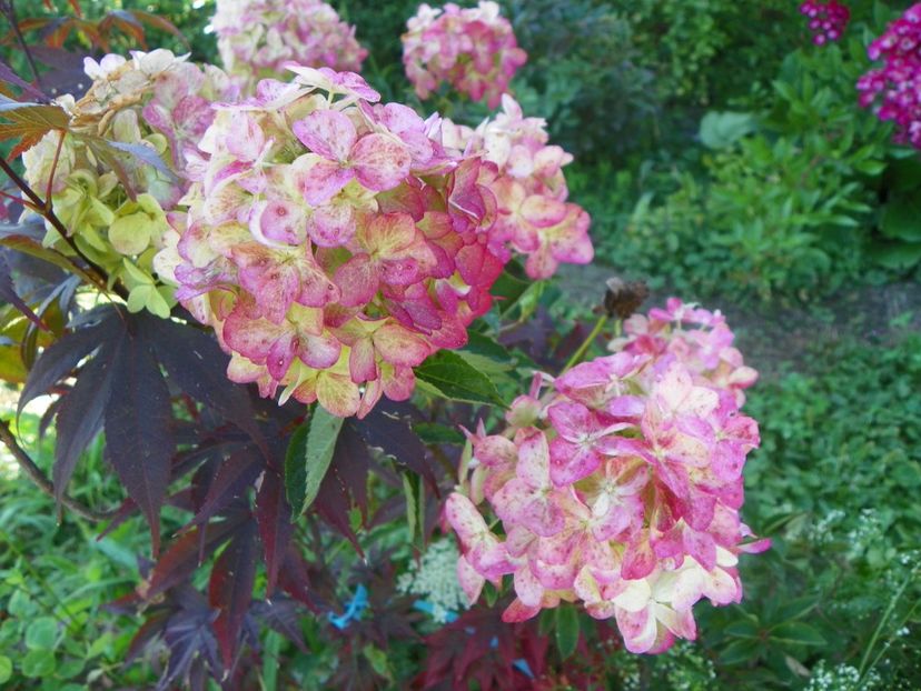 hydrangea paniculata Fraise Melba - Dobarland 2018 3