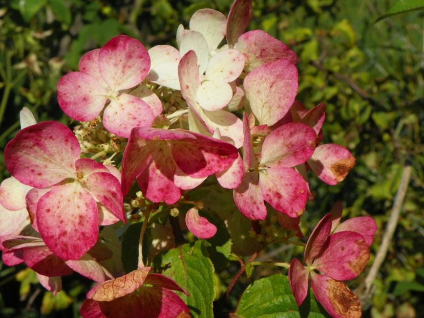 hydrangea paniculata Diamond Rouge - Dobarland 2018 3