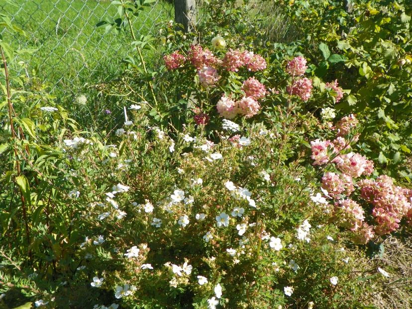 potentilla fruticosa Abbotswood si hydrangea pan. Sundae Fraise - Dobarland 2018 3