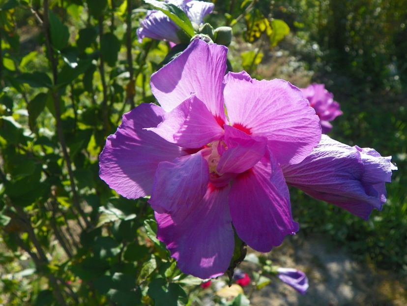 hibiscus syriacus Duc de Brabant - Dobarland 2018 3