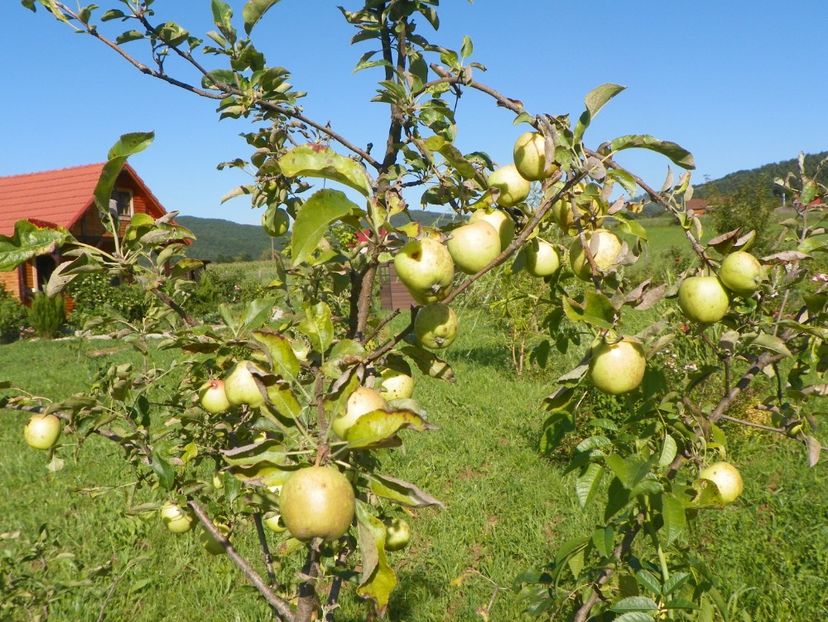 mar Golden Delicious - Dobarland 2018 3