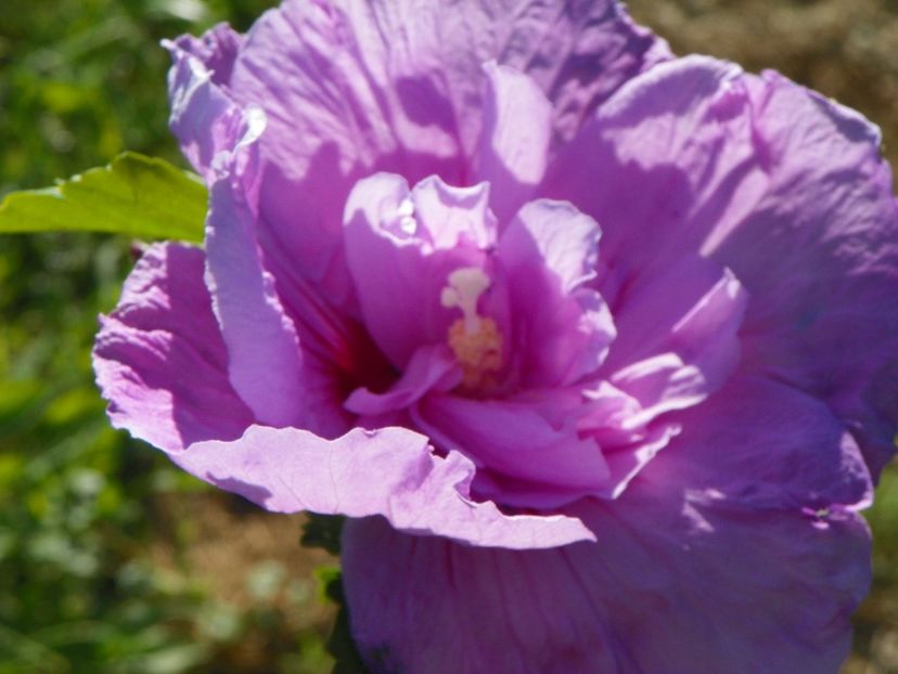 hibiscus syriacus Lavender Chiffon - Dobarland 2018 3