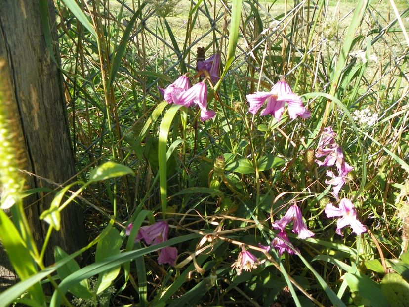 clematis Heather Hershell - Dobarland 2018 3