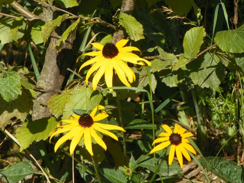 rudbeckia Goldsturm - Dobarland 2018 3