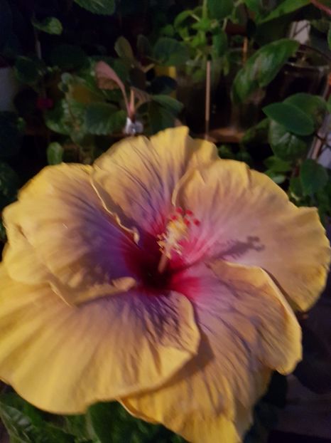  - Hibiscus Tahitian Rainbow Passion