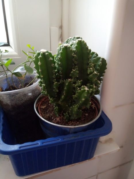 cactus - iulie-august- 2018