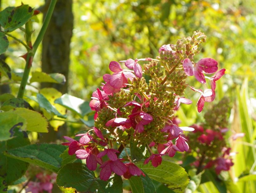 hydrangea paniculata Pinky Winky - Dobarland 2018 3