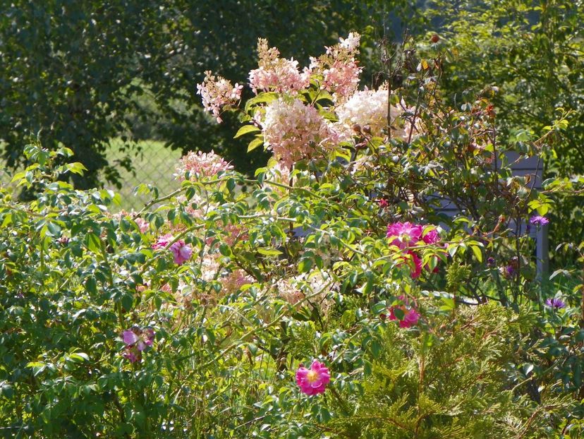 hydrangea paniculata Phantom - Dobarland 2018 3