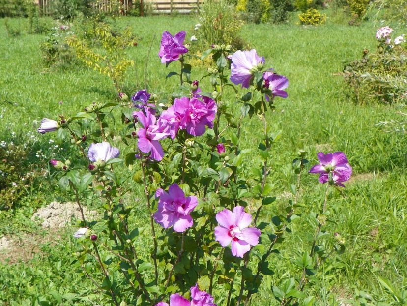 hibiscus syriacus Duc de Brabant - Dobarland 2018 3