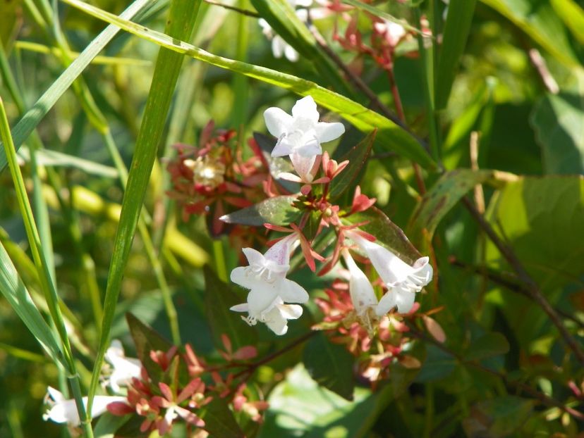 abelia grandiflora - Dobarland 2018 3