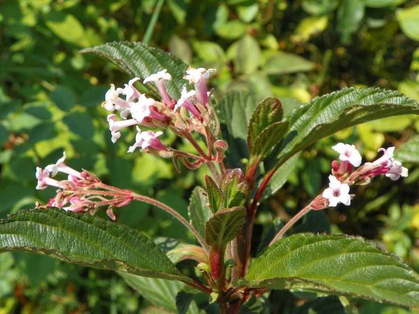 viburnum bodnantense Dawn - Dobarland 2018 3