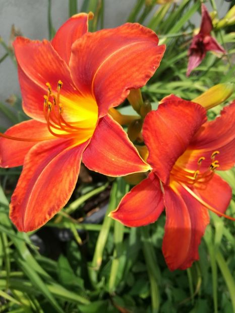  - Hemerocallis Crin-de-o-zi