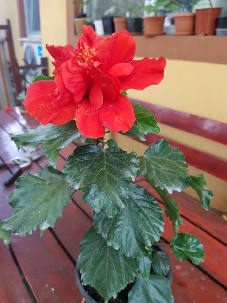  - 1-2 HIBISCUS