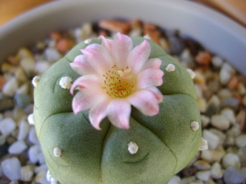 Lophophora williamsii v. jourdaniana - Cactusi 2018 continuare