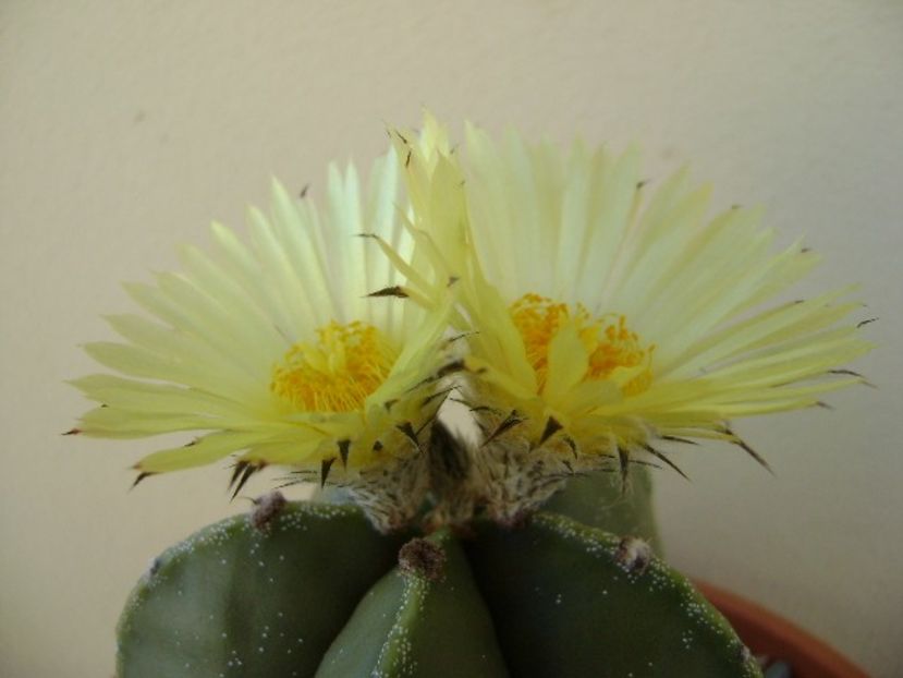 Astrophytum myriostigma - Cactusi 2018 continuare