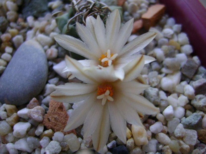 Turbinicarpus klinkerianus - Cactusi 2018 continuare