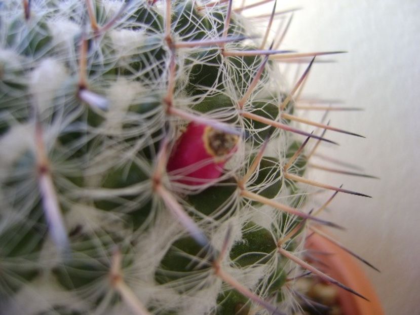 Mammillaria formosa ssp. chionocephala - Cactusi 2018 continuare