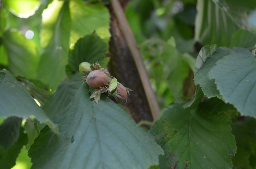  - gradina de legume si zarzavat