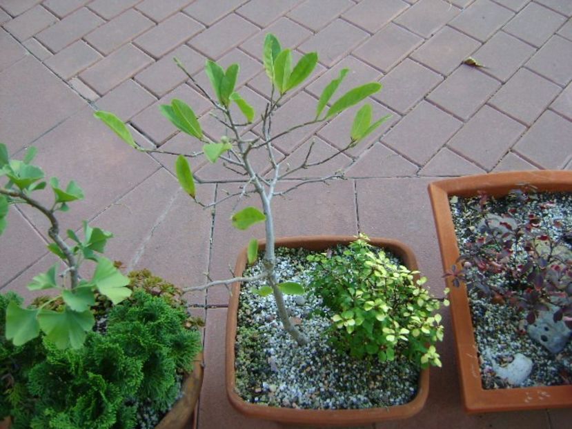 Magnolia stellata - Bonsai si prebonsai 2018-2020