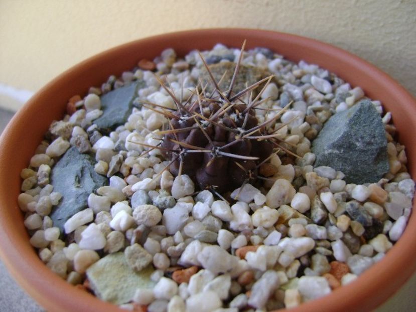 Gymnocalycium gibbosum v. nigrum - Cactusi 2018 Gymnocalycium