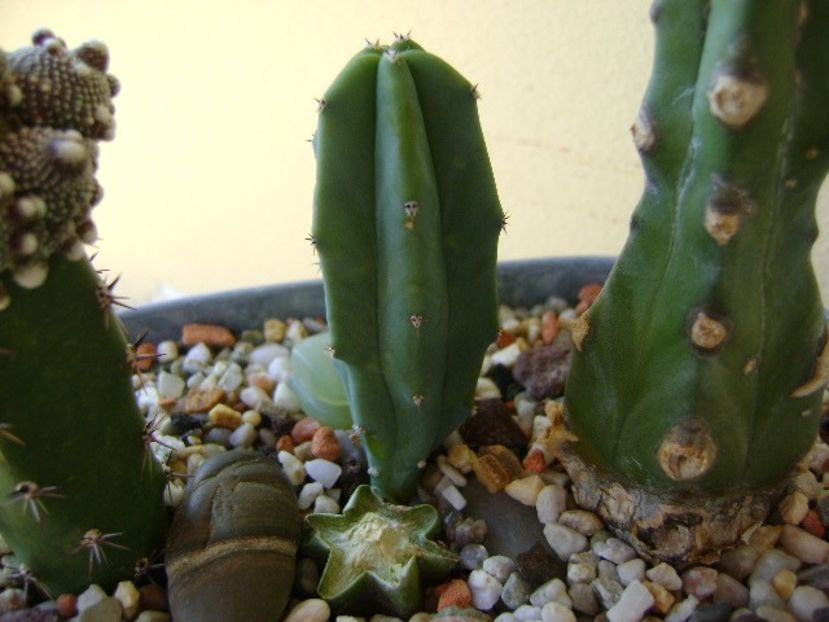 Myrtillocactus geometrizans (lastar al unui portaltoi) - Cactusi 2018 continuare