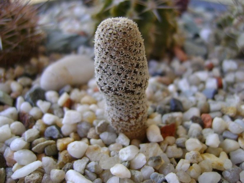 Eriosyce napina v. duripulpa, Atacama, El Trapiche, Chile - Cactusi 2018 continuare