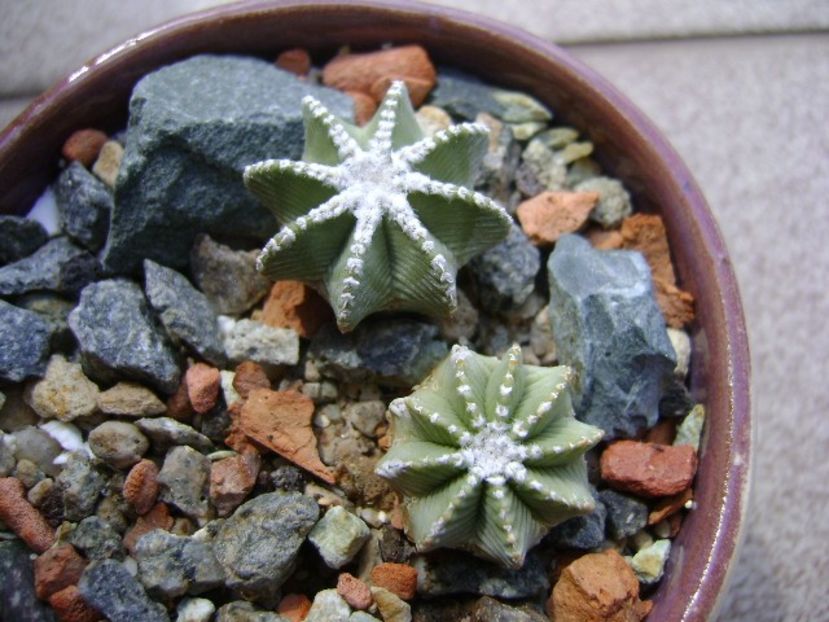 Aztekium hintonii, San Jose del Rio Galeana, Mx (2 ex.) - Cactusi 2018 continuare