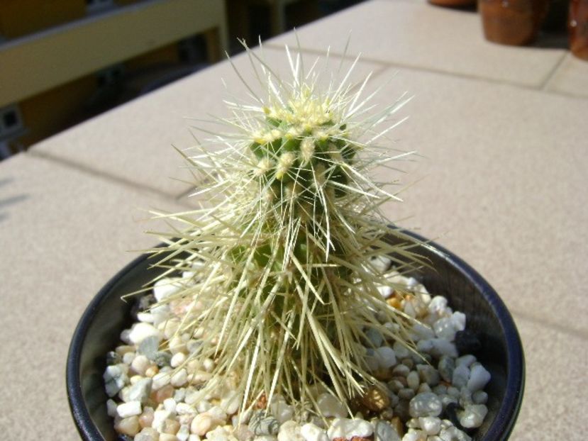 Cylindropuntia bigelovii (Teddybear Cholla) - Cactusi 2018 continuare