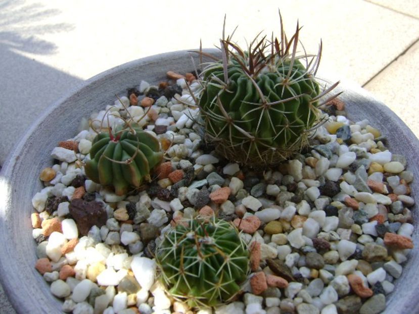 Grup de 3 Echinofossulocactus (Stenocactus) - Cactusi 2018 continuare