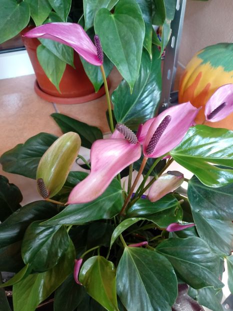  - Anthurium - Floarea Flamingo