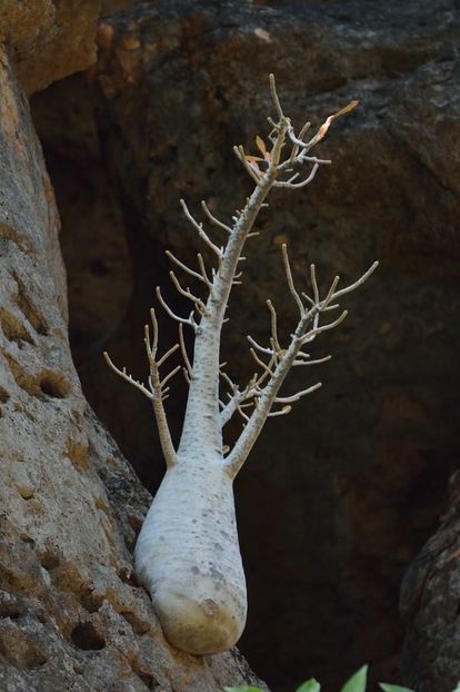 Dorstenia gigas, Socotra, Yemen - Whish list pentru viata urmatoare1