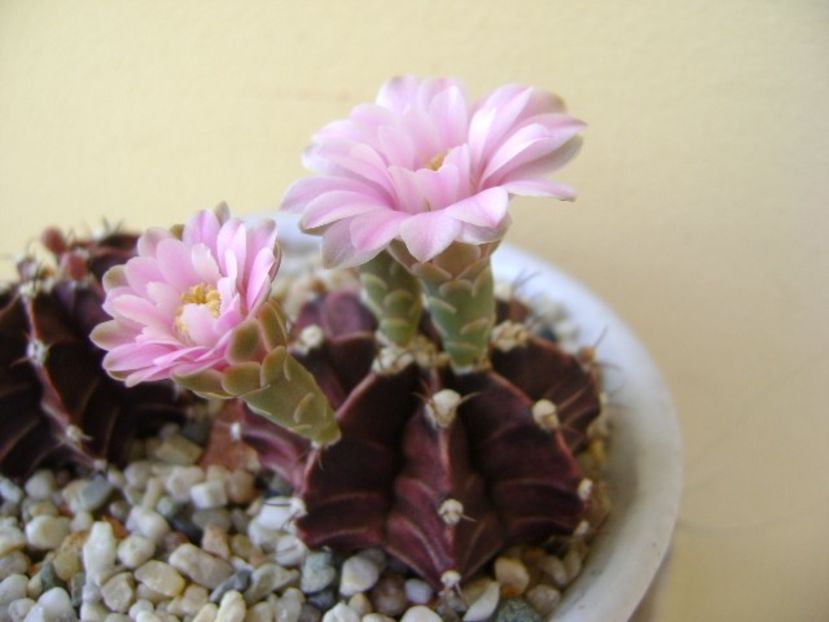 Gymnocalycium friedrichii - Cactusi 2018 Gymnocalycium