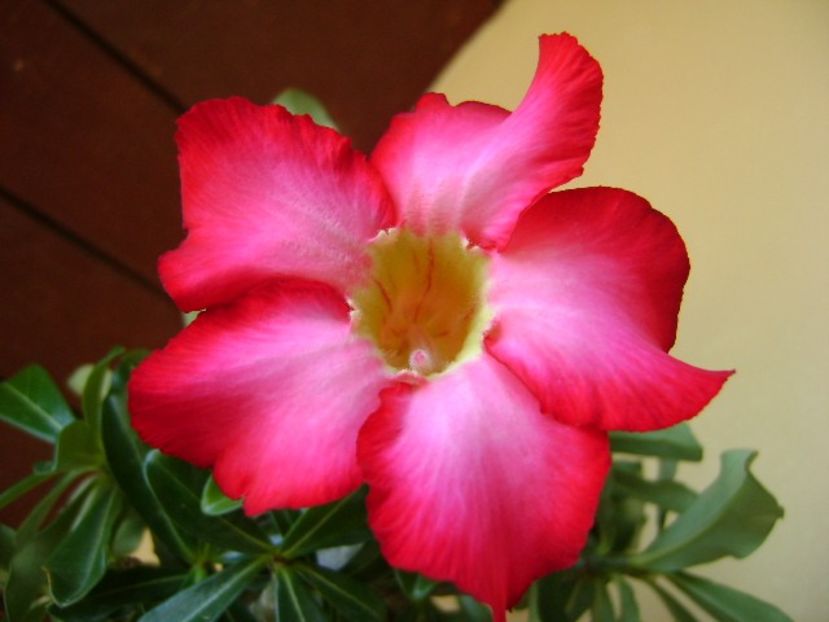 Adenium obesum - Caudiciforme si bulbi 2018