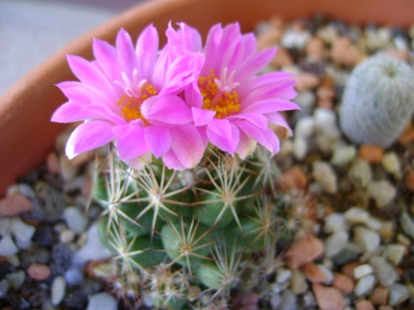 Escobaria hesteri - Cactusi 2018 continuare