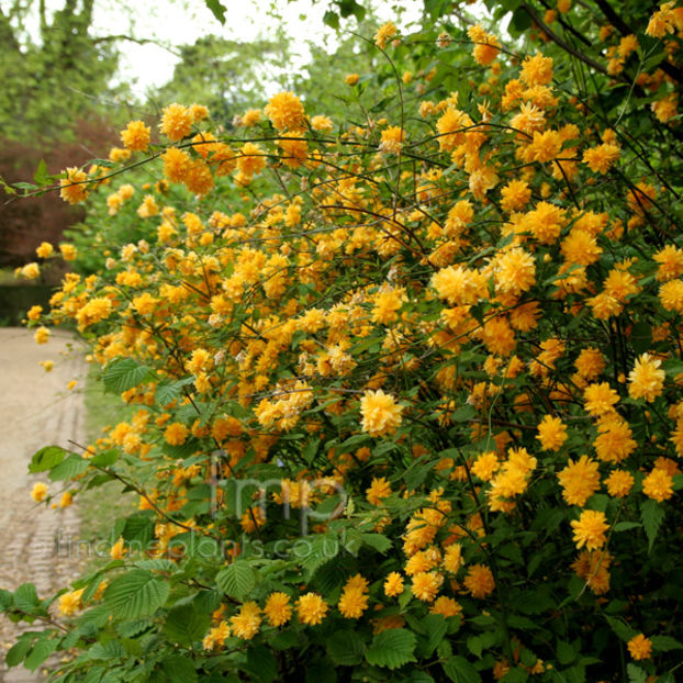 kerria_japonica_plena - Kerria japonica