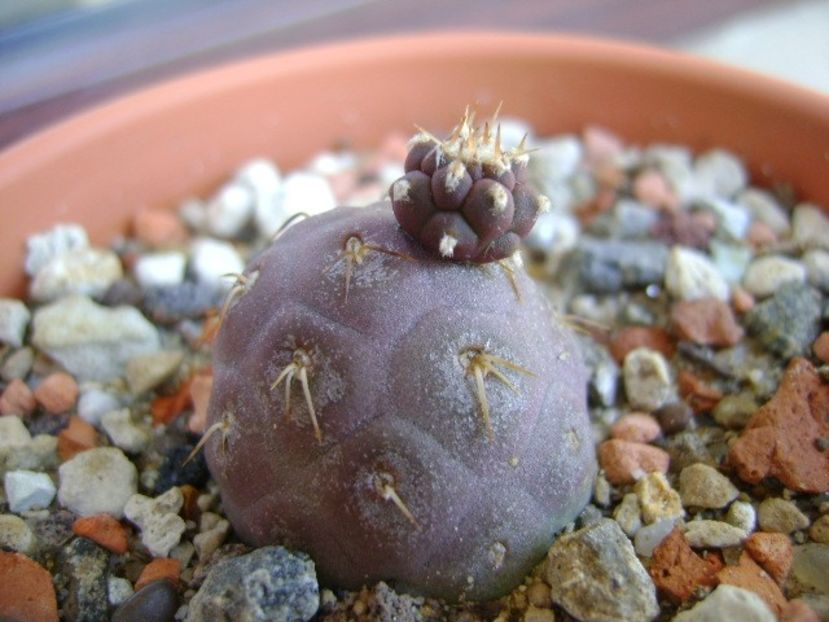 Tephrocactus geometricus - Cactusi 2018 continuare