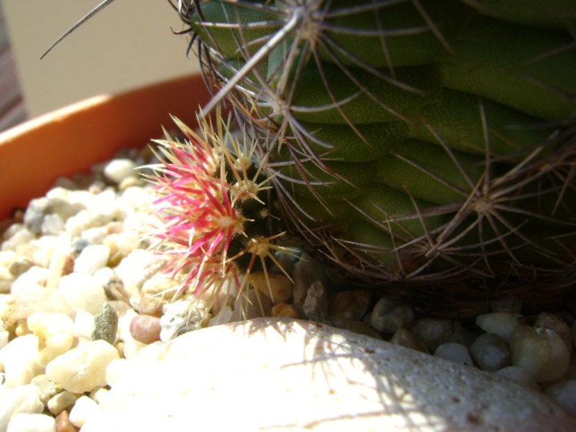 Thelocactus bicolor ssp. pottsii - Cactusi 2018 continuare