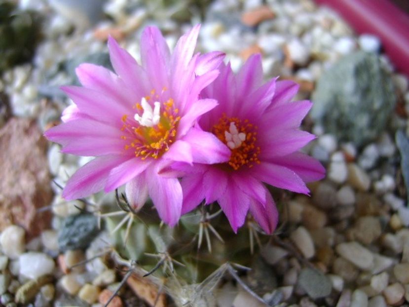 Turbinicarpus viereckii - Cactusi 2018 continuare