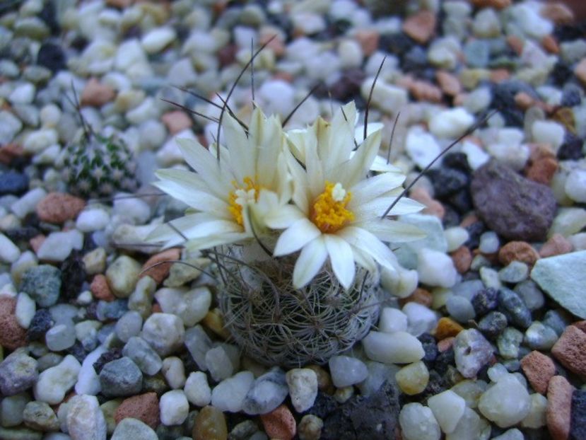 Turbinicarpus krainzianus v. lausseri - Cactusi 2018 continuare