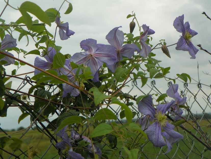 clematis Prince Charles - Dobarland 2018 3